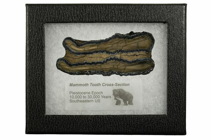 Mammoth Molar Slice With Case - South Carolina #337712